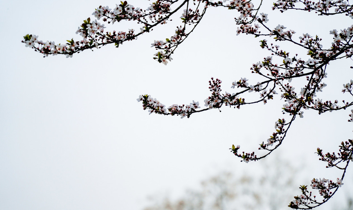 南京林业大学好就业吗?附南京林业大学就业率最高的专业名单