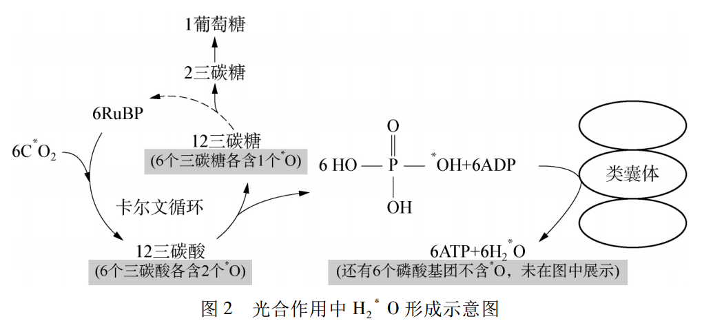 光合作用总反应方程式 光合作用的三个场所-高考100