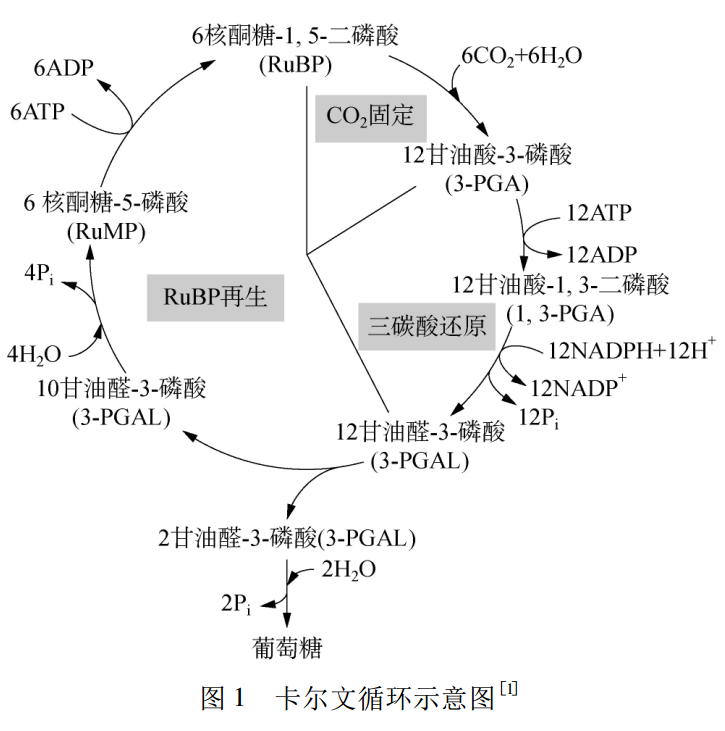 光合作用总反应方程式 光合作用的三个场所-高考100